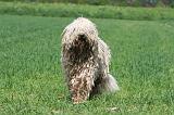 KOMONDOR 002